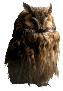 Owl PNG-26797